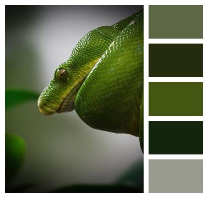 Tree Python Snake Python Image